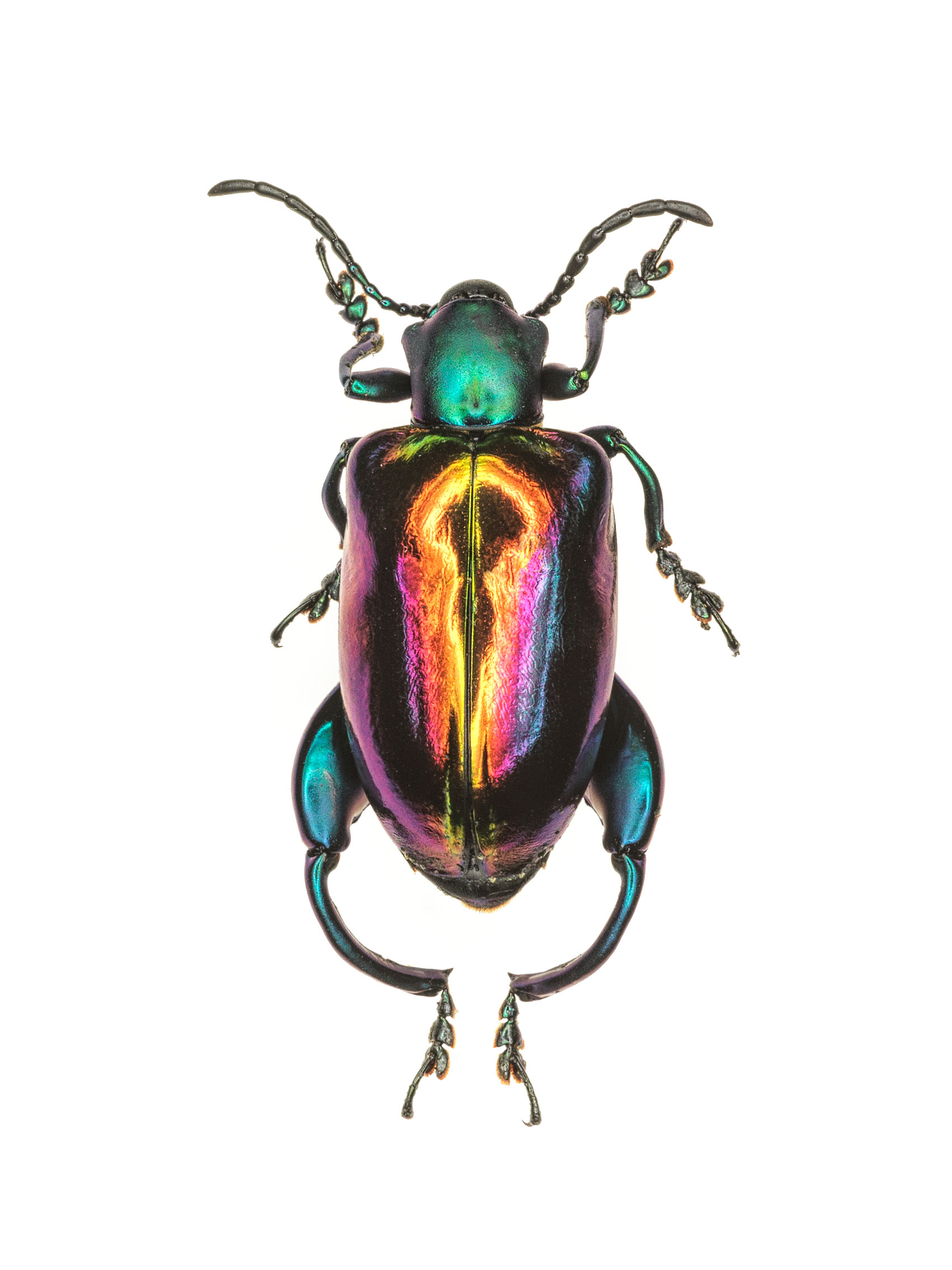 InsectV2_0001LG